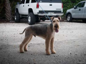 pet groomer fort lauderdale