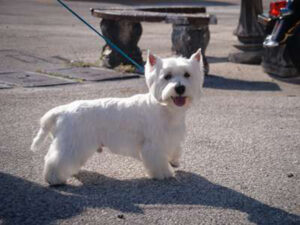 dog grooming oakland park fl