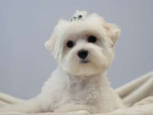 non anesthetic dog teeth cleaning