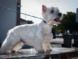 canine dental cleaning without anesthesia