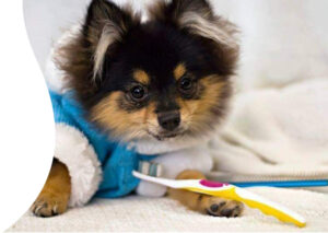 dog grooming wilton manors