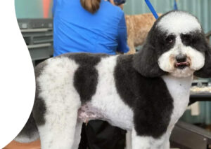 fort lauderdale pet grooming