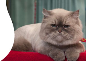 pet grooming oakland park fl