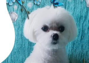 dog groomer victoria park