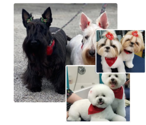 dog teeth cleaning without anesthesia