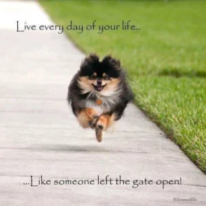 dog groomer fort lauderdale