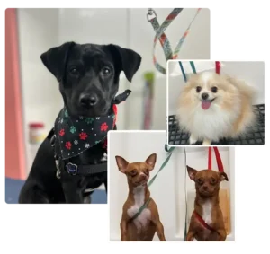 canine teeth cleaning without anesthesia