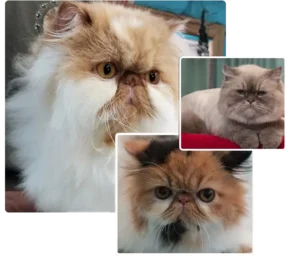 cat lion cut