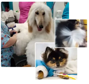 dog dental cleaning no anesthesia